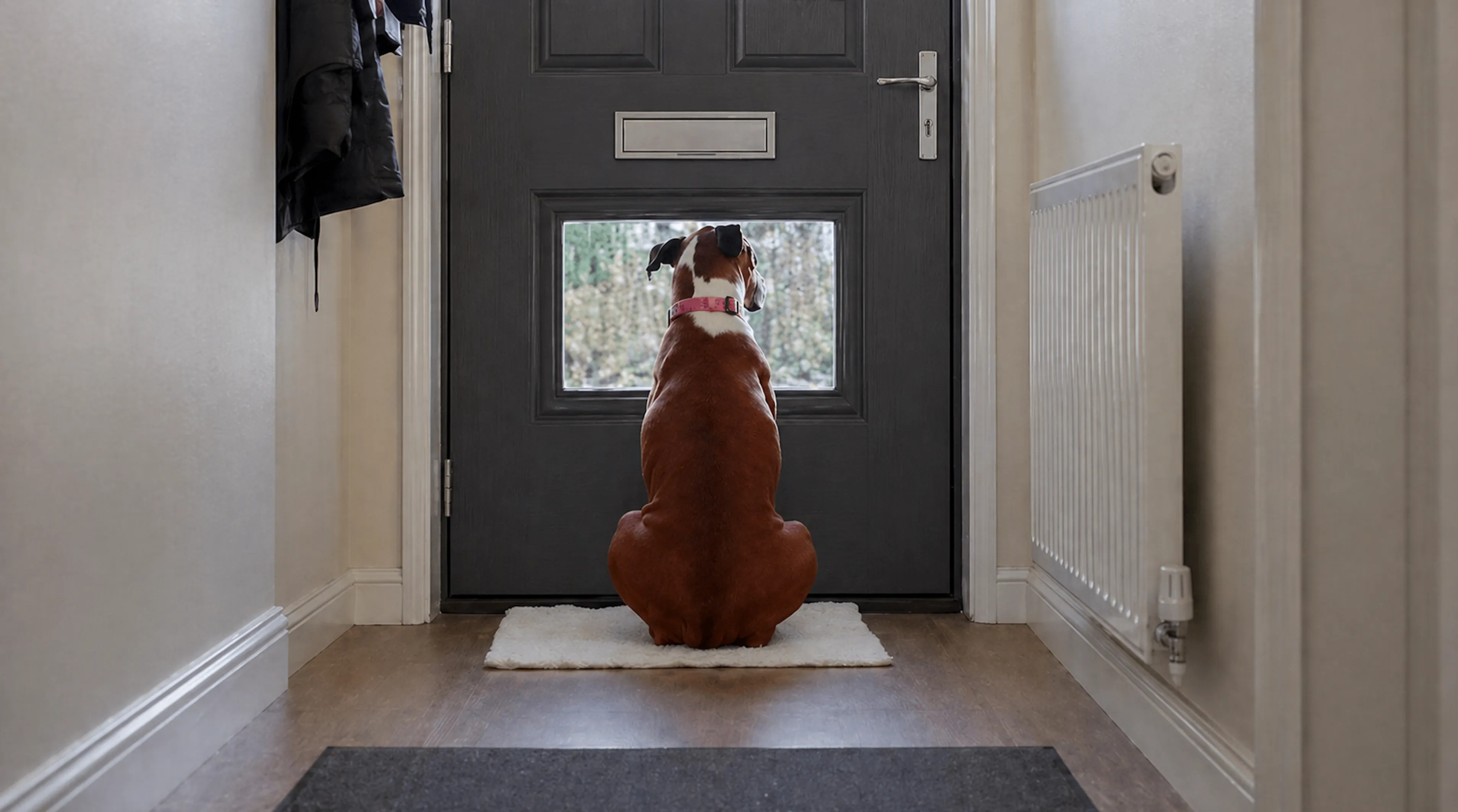 A dog receiving calm one-to-one attention during a check-in visit