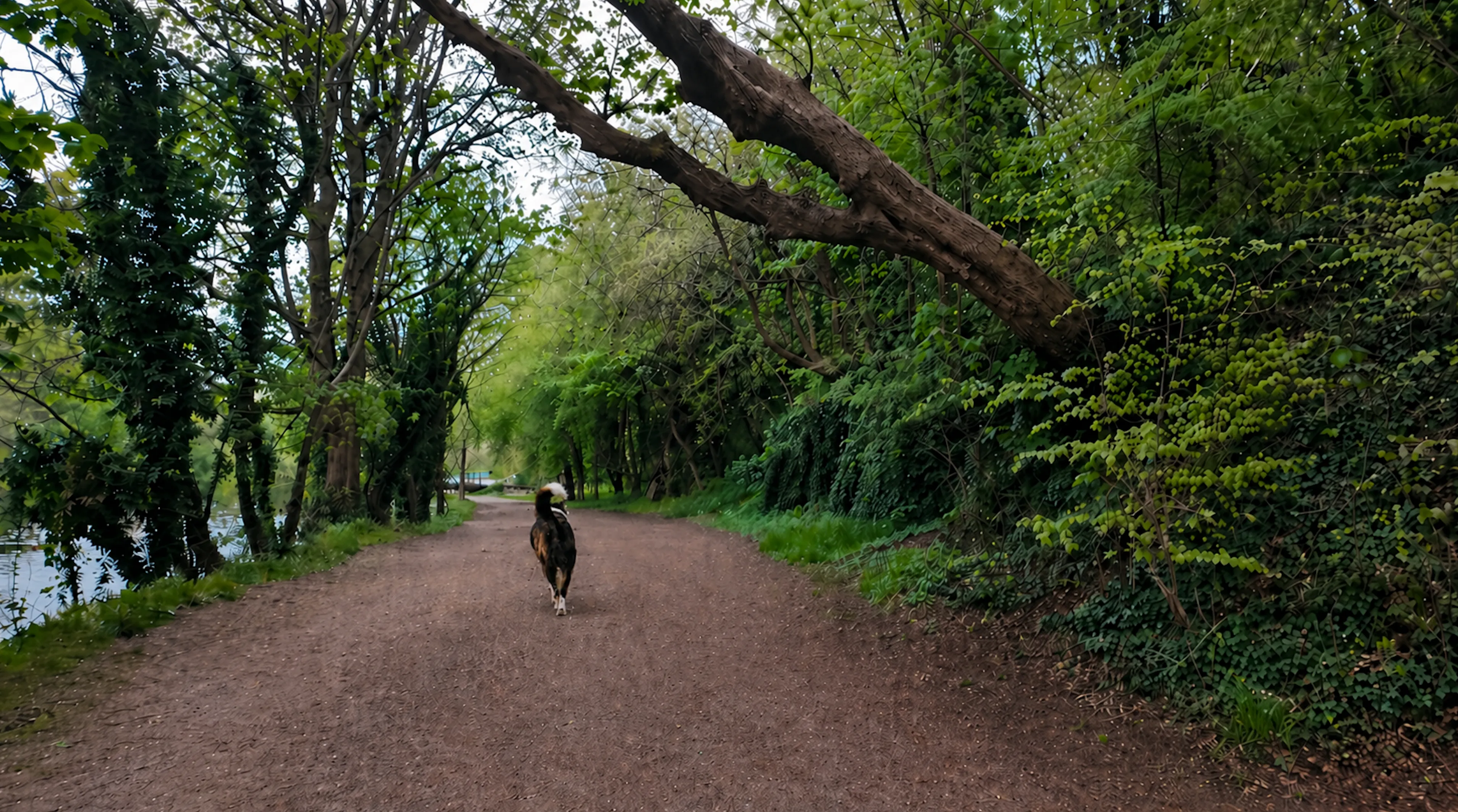 A dog walking ahead on a tree-lined woodland path beside the water