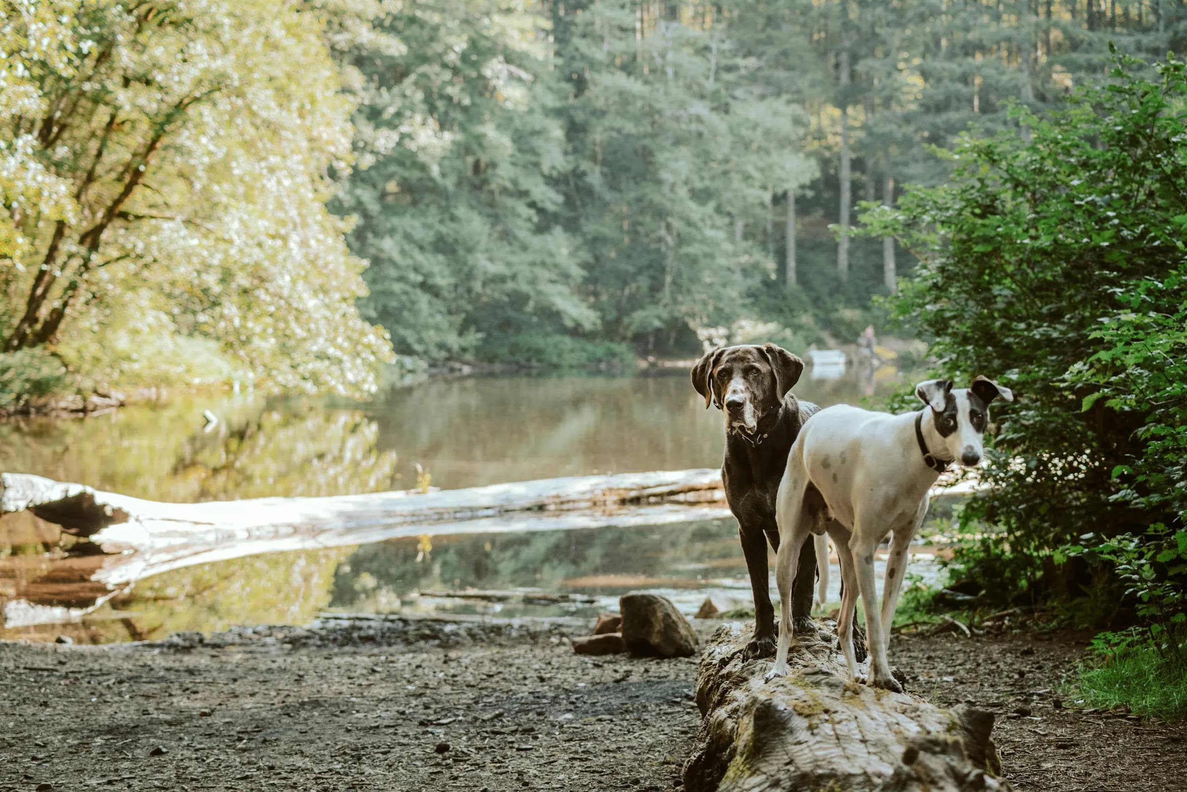 Two dogs standing on a log beside a calm woodland lake