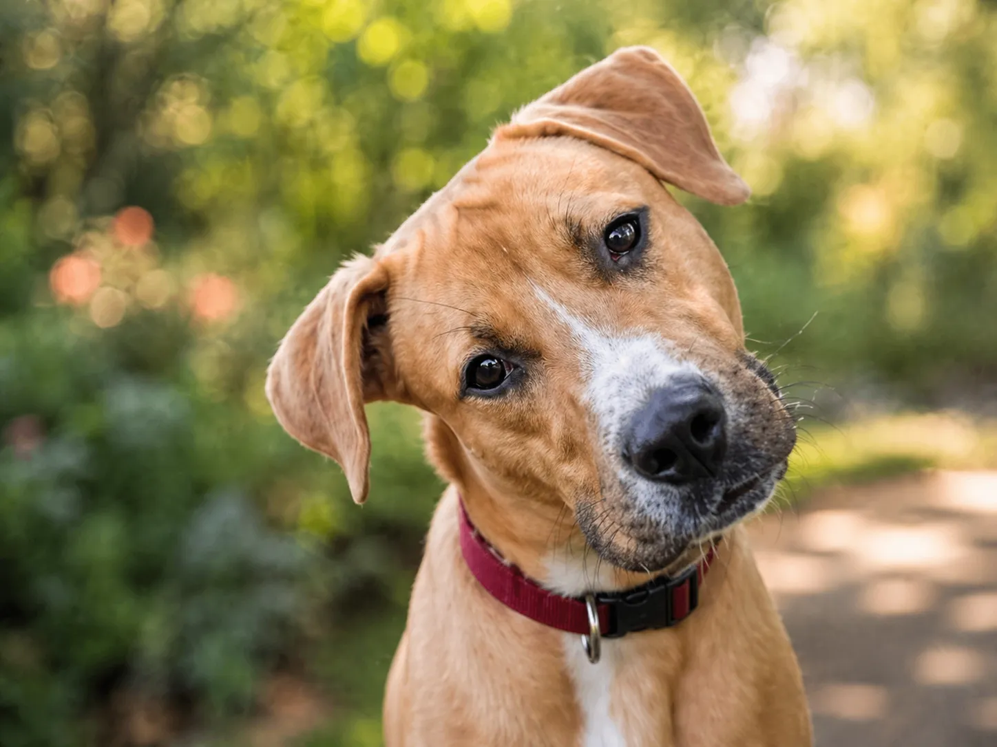A young dog looking up with an attentive expression in a home setting